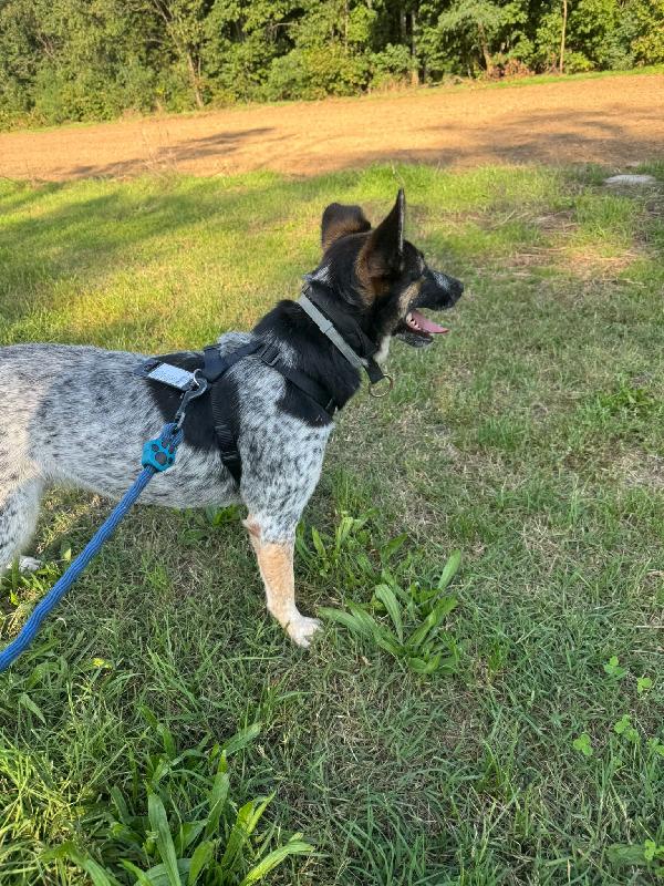 Divy, splendida meticcia da adottare Foto 4